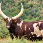 Ankole Cow Queen Arusha Sells