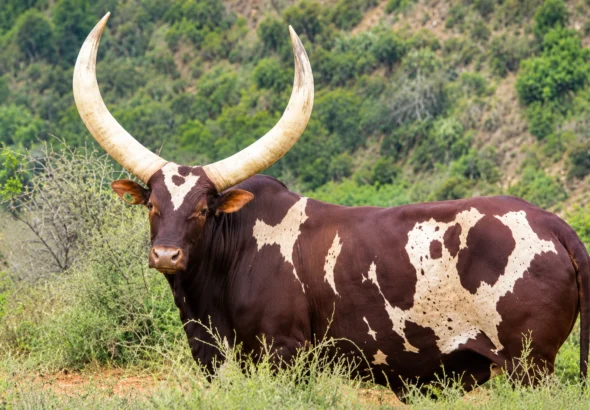 Ankole Cow Queen Arusha Sells