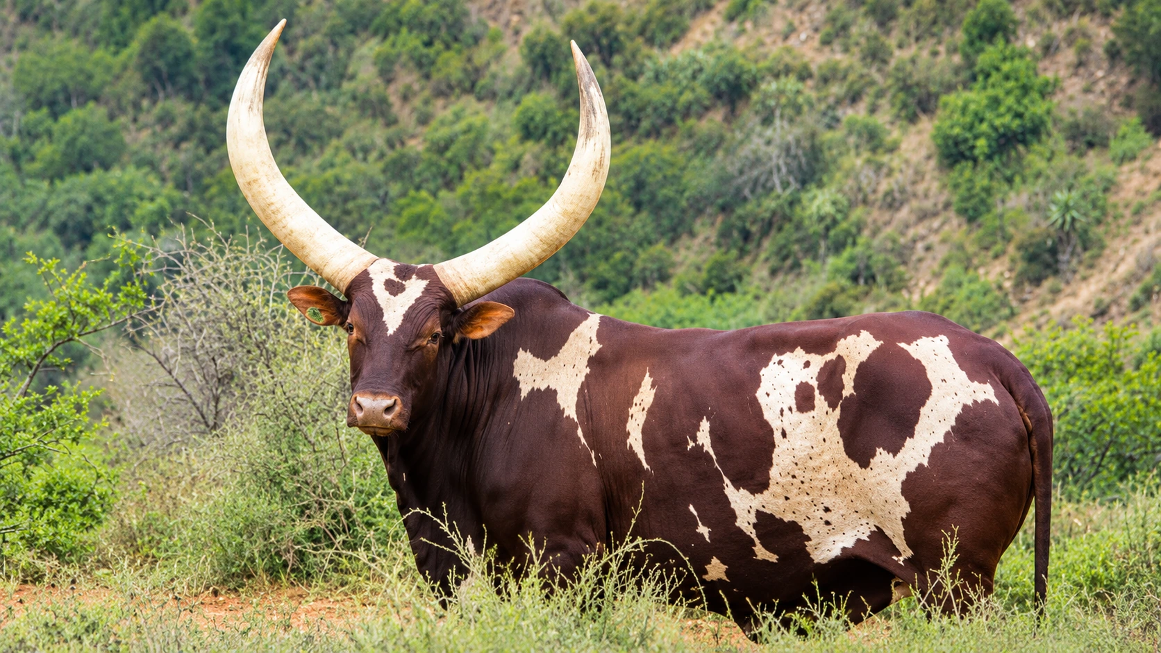 Ankole Cow Queen Arusha Sells